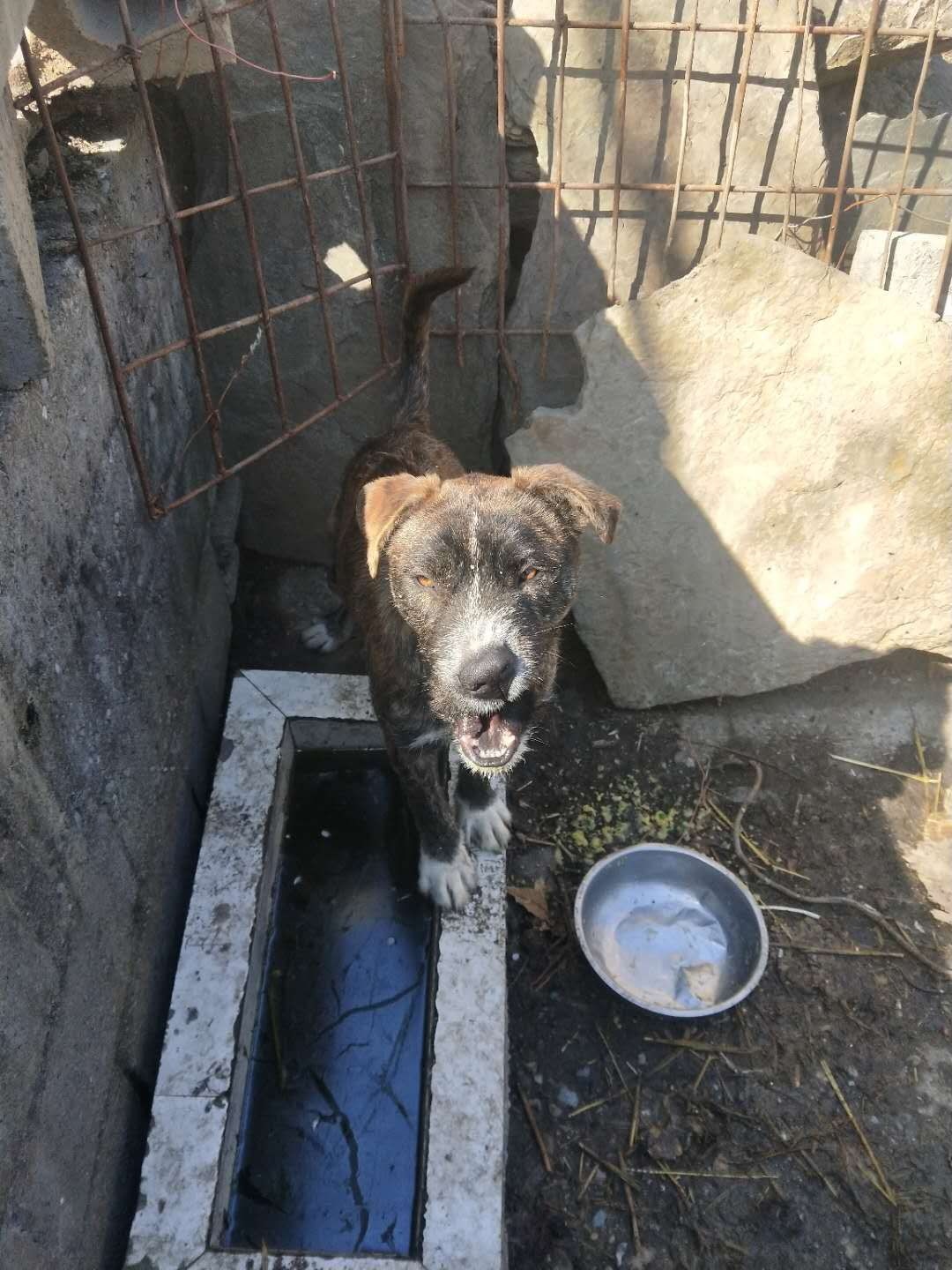 出售实战师傅狗一组