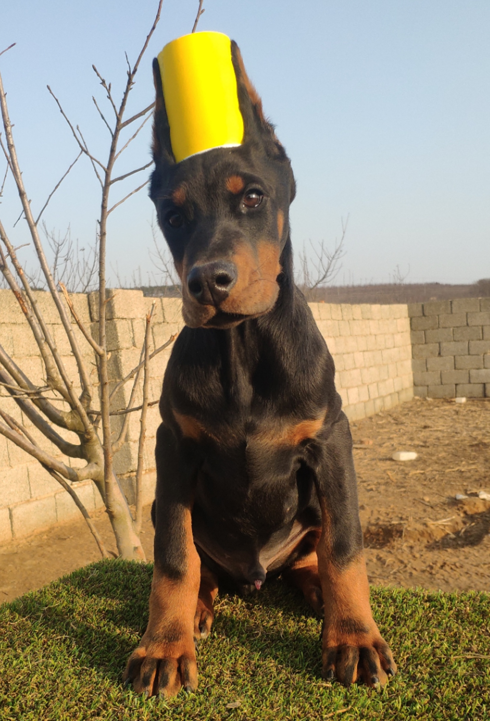 巴尼罗斯三个月出售