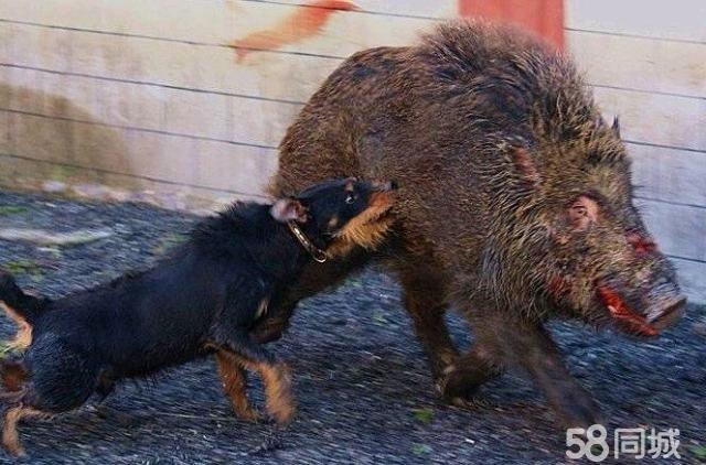 猎梗犬打猎缺点优点图片