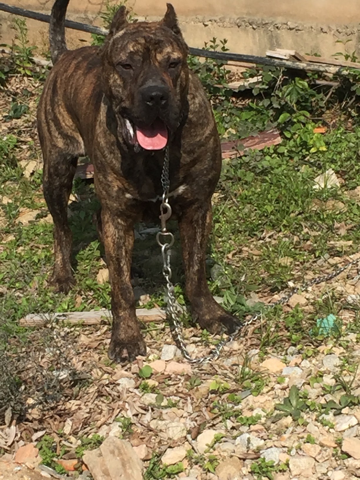 普雷薩加納利 - 庫達犬交易 - 猛犬俱樂部-中國具有影響力的猛犬網站 