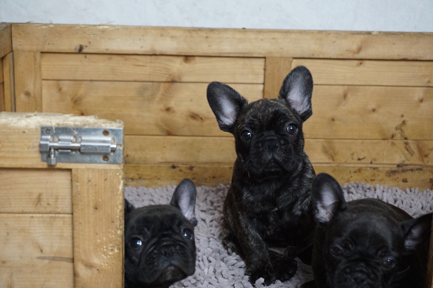 家养法国斗牛犬幼犬 虎斑