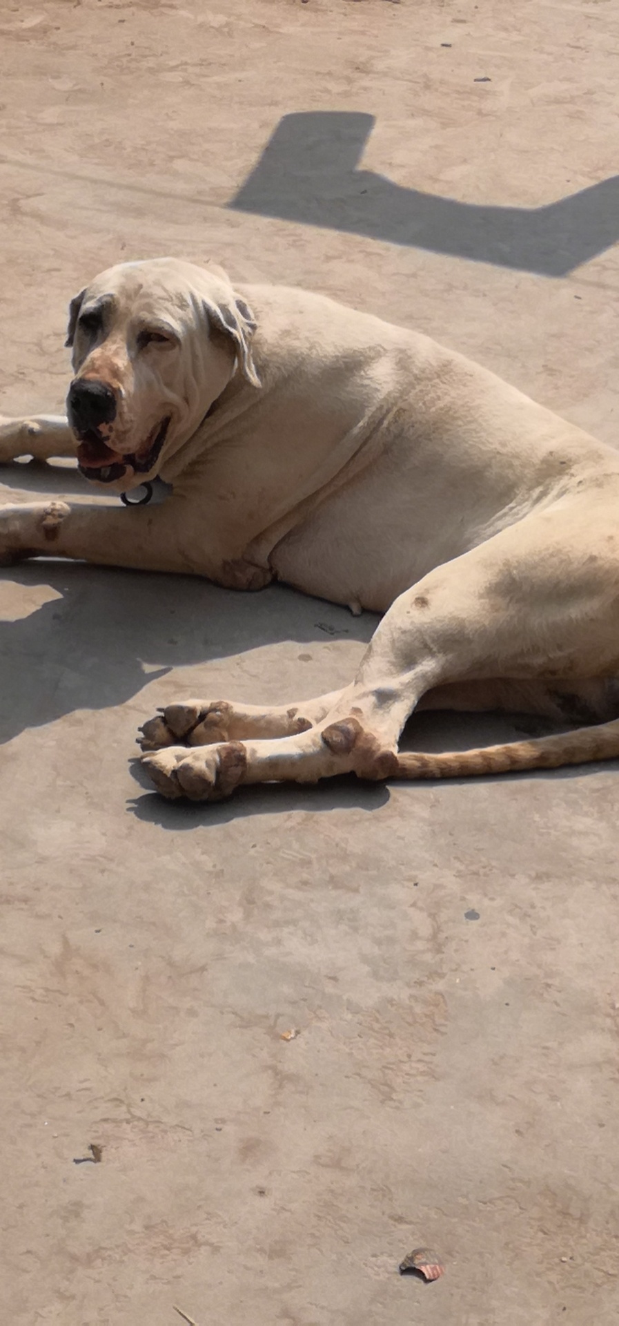 库达母 - 库达犬交易 - 猛犬俱乐部-中国具有影响