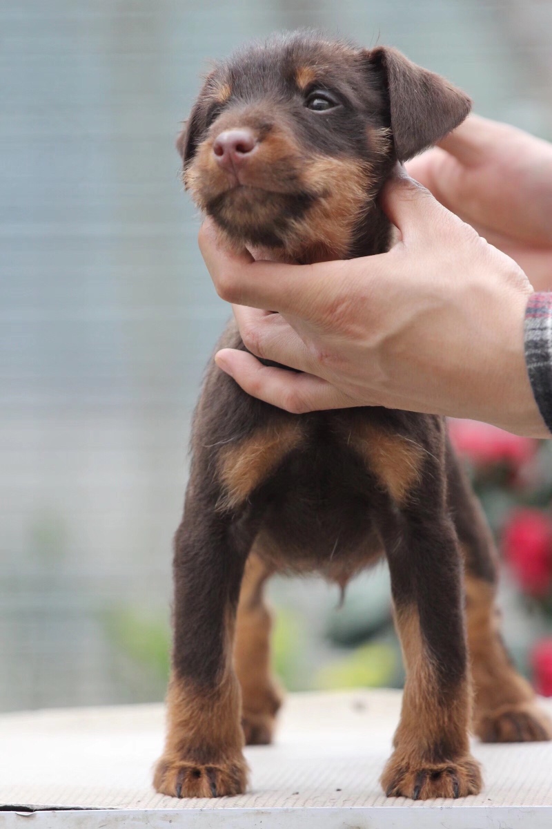 双进口 小猎梗 蝎子孩子