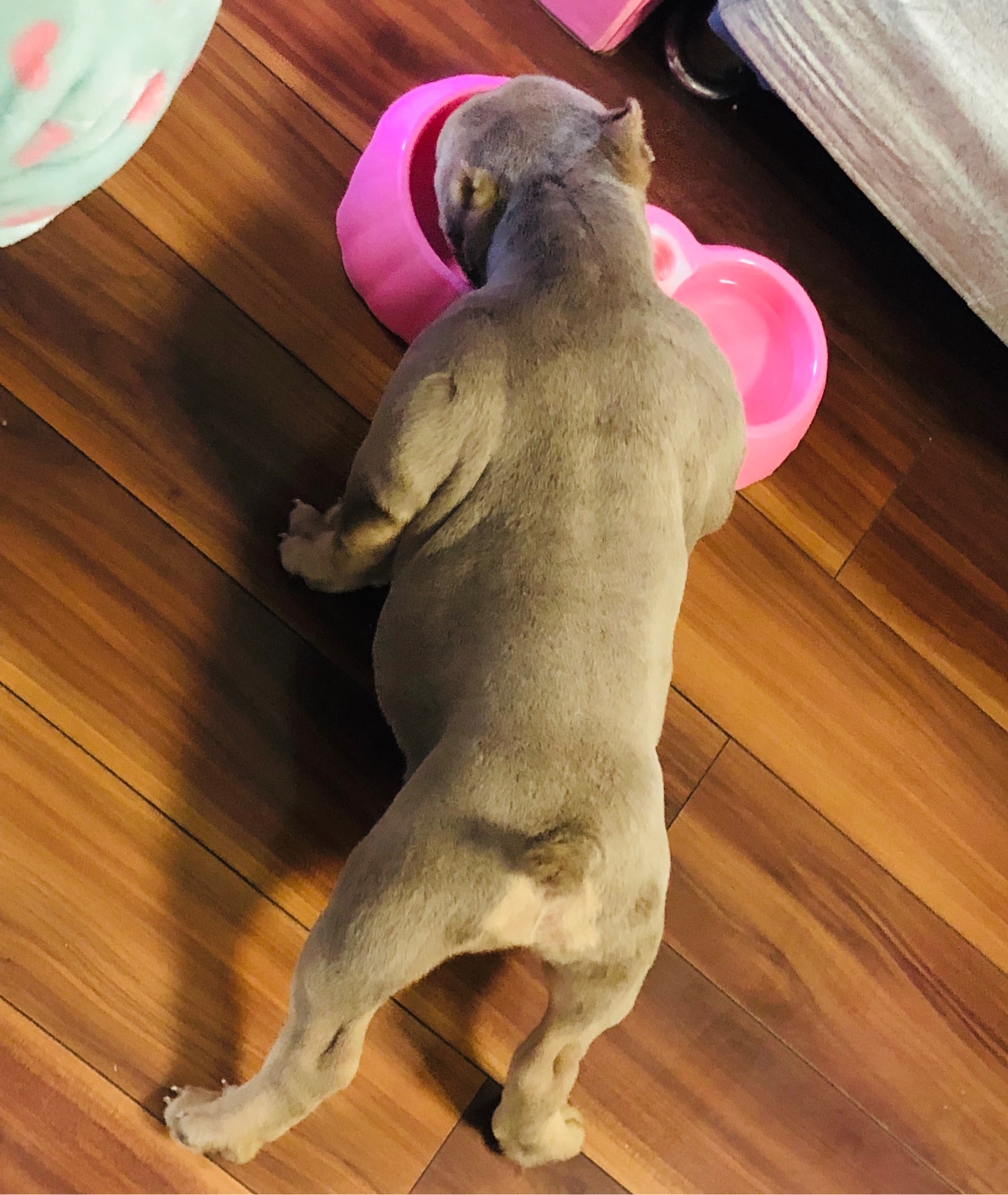 刚入手一直小母,想知道为什么短尾?