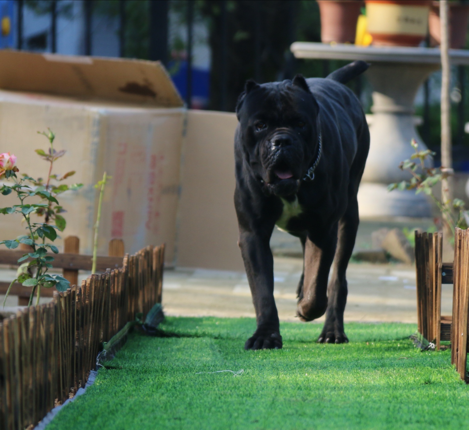 全新意大利卡斯罗犬