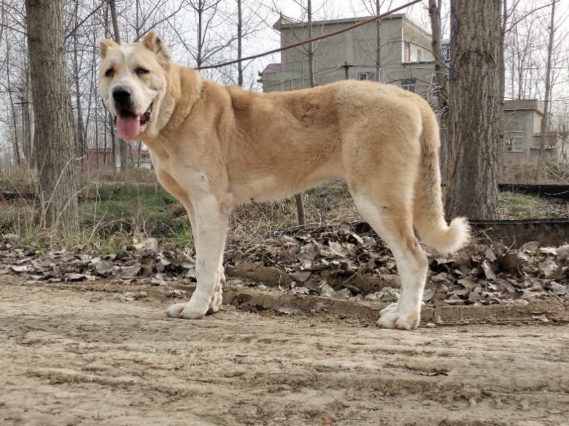 出售中亚高狼青年幼犬多只