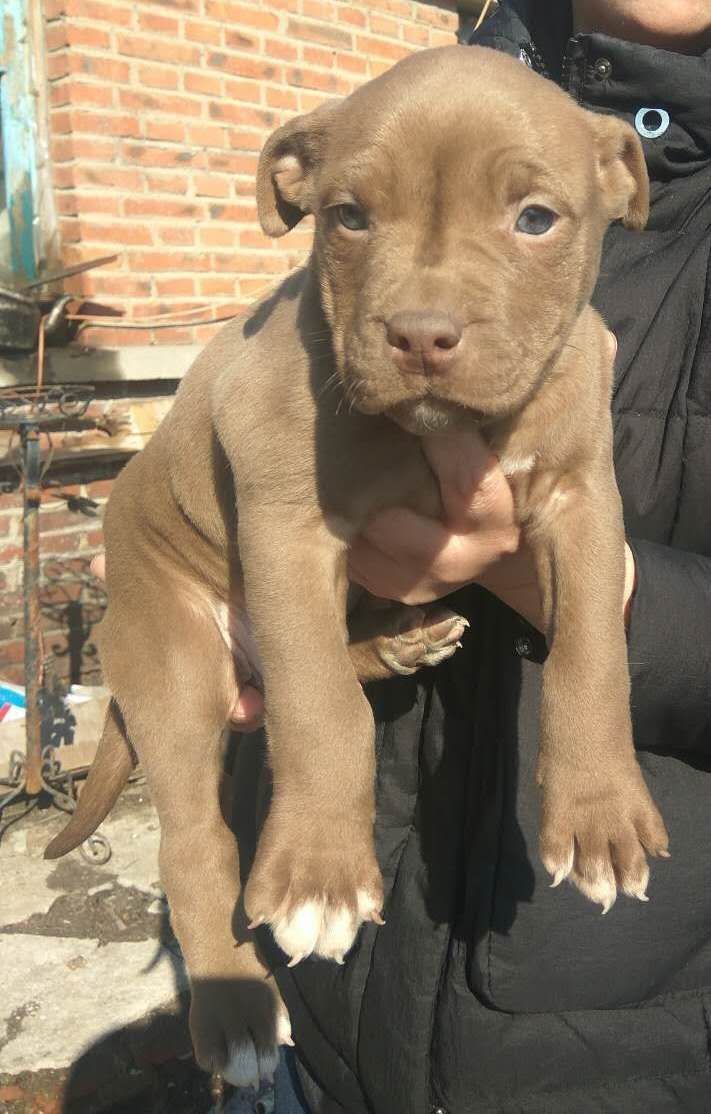 蛋挞姑娘出的小狗 - 比特犬交易 - 猛犬俱乐部-中国具有影响力的猛犬