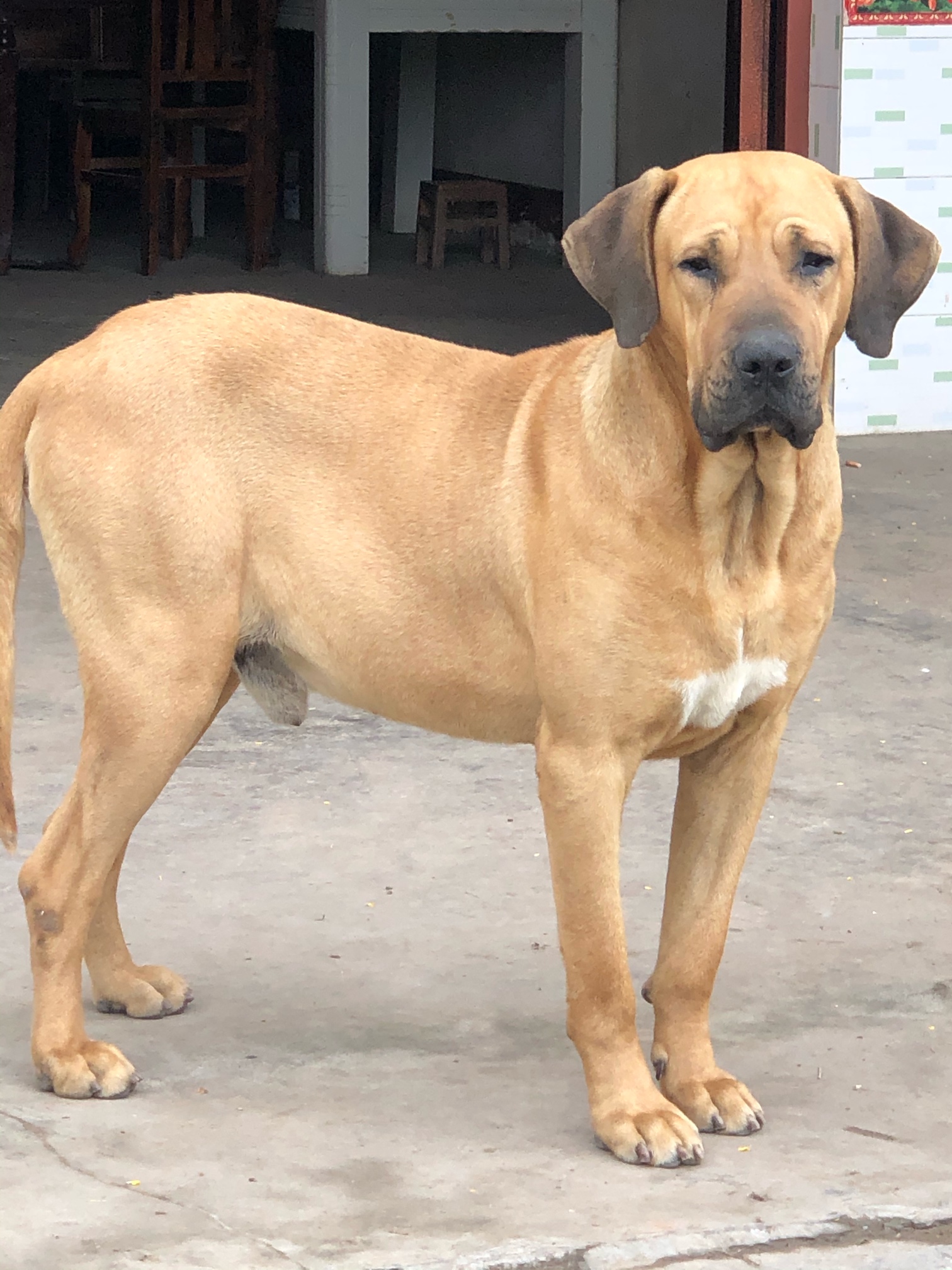 [其他竞技犬] 土佐