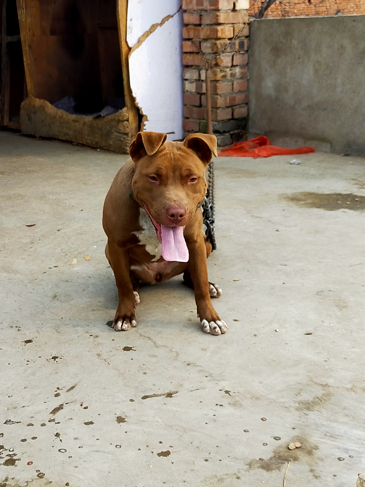 10个月小母比特出售