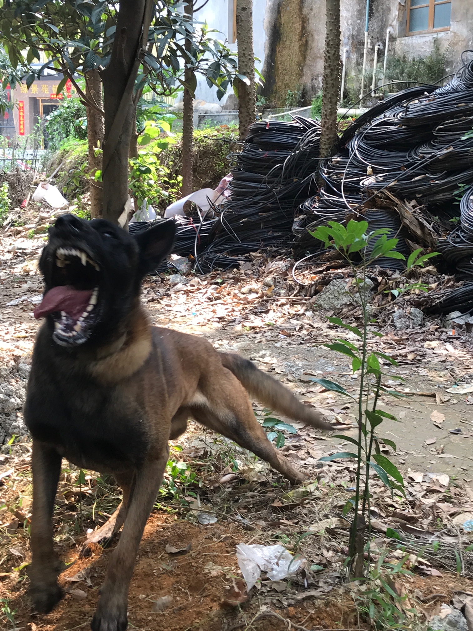 广东清远出售成年公马犬