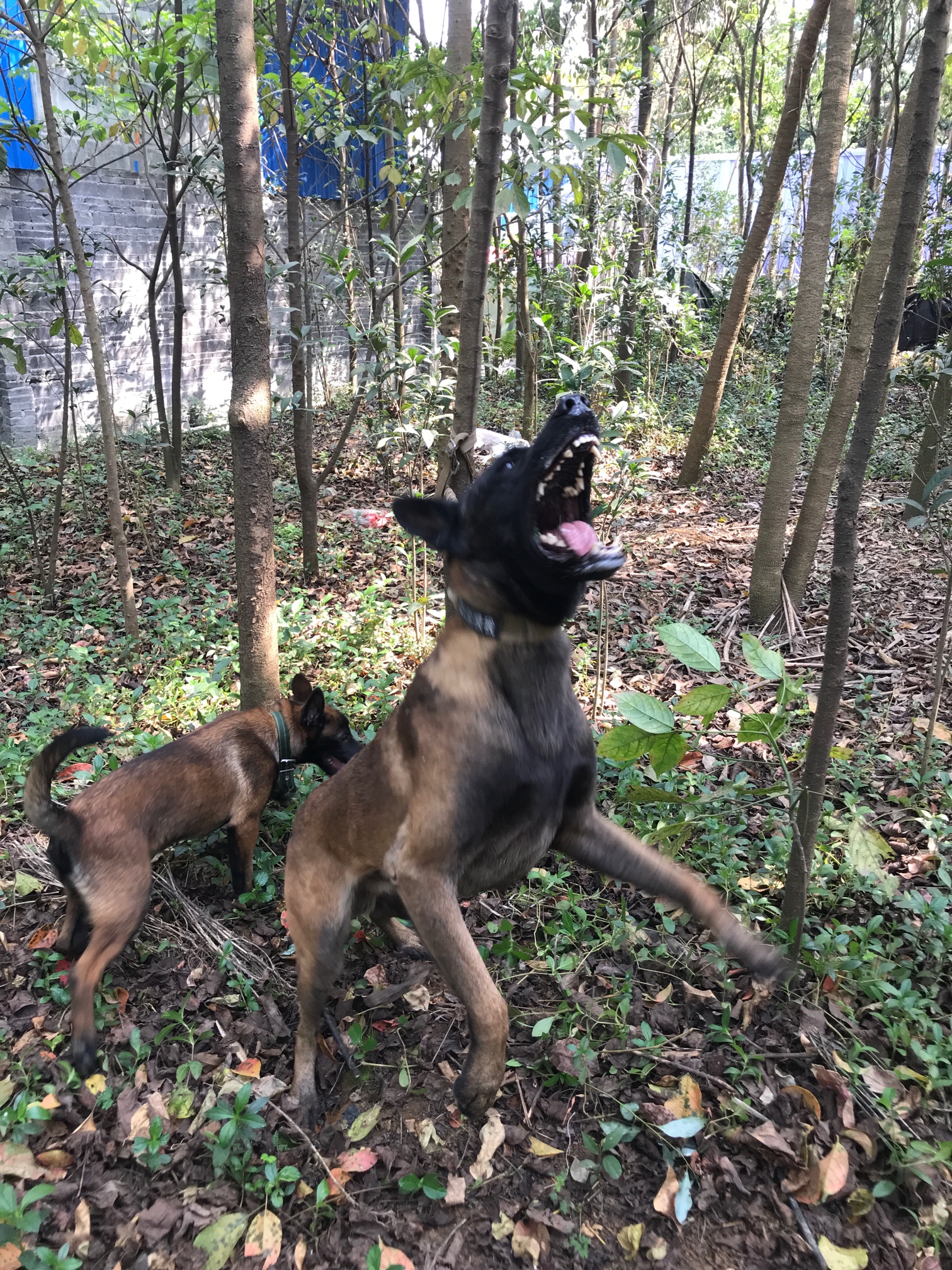 广东清远出售成年公马犬