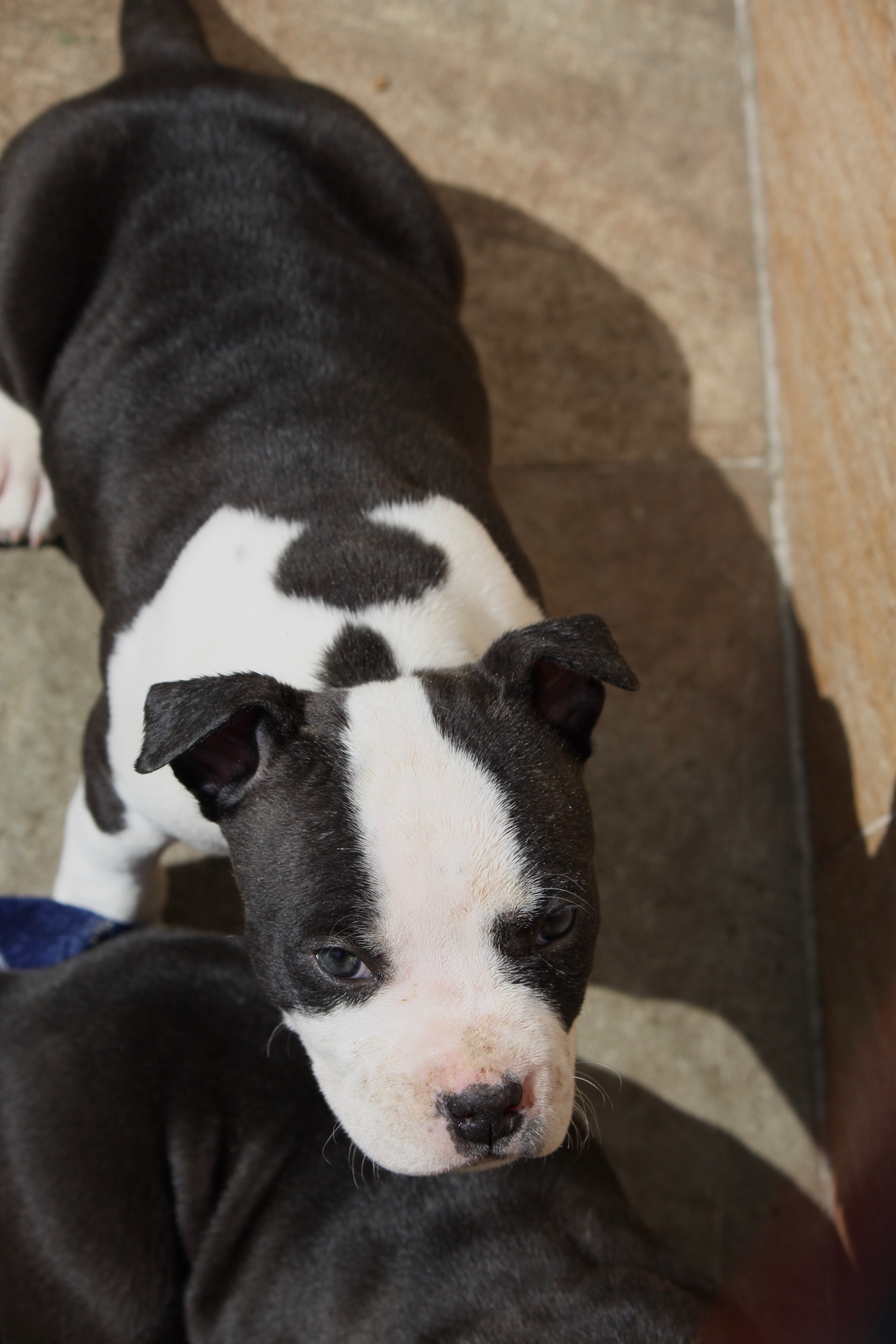 首页 69 犬种交易 69 斯塔福交易 69 斯塔福幼犬母  注册一