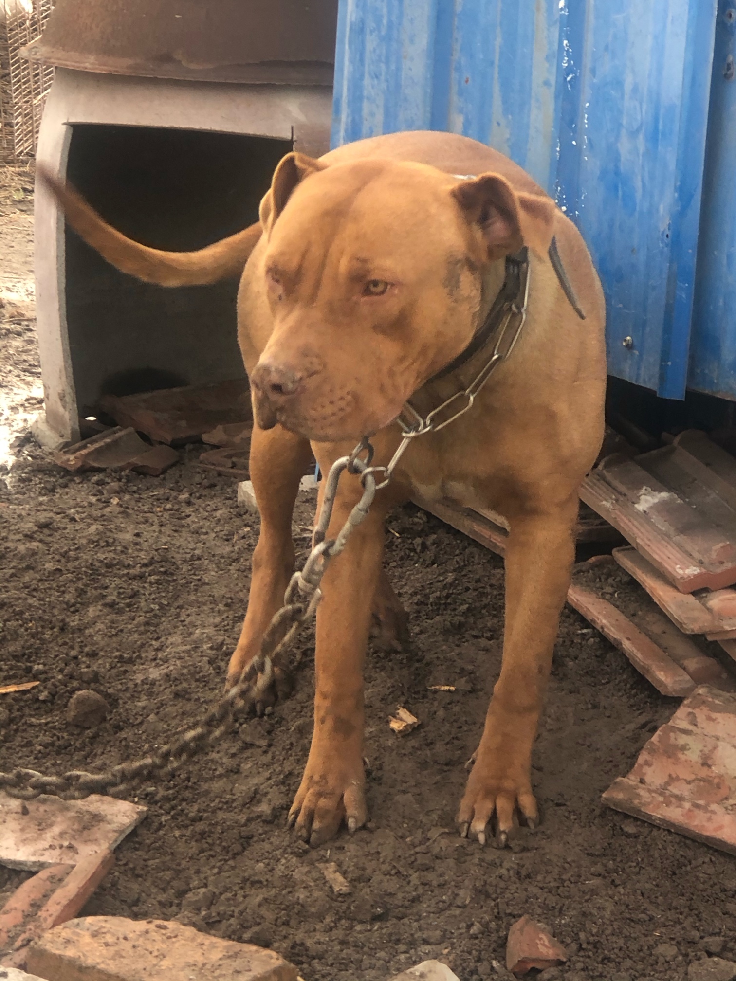 比特出售 - 比特犬交易 - 猛犬俱乐部-中国具有影响力的猛犬网站