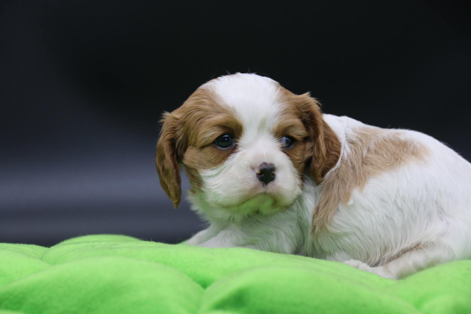 高品质查理王幼犬,父母都是欧洲引进