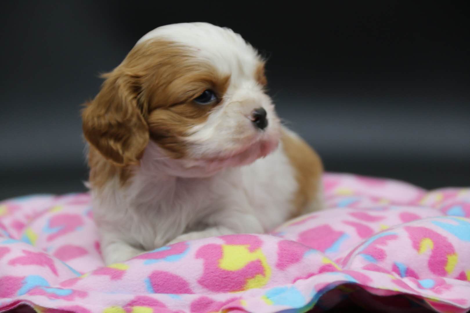 高品质查理王幼犬,父母都是欧洲引进