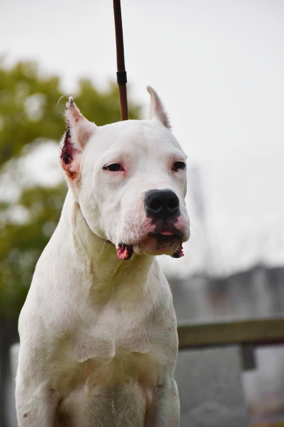 双血统杜高出售