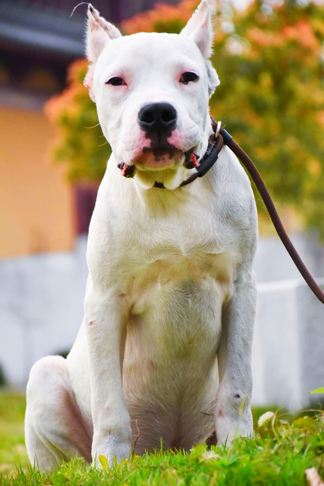 双血统杜高出售