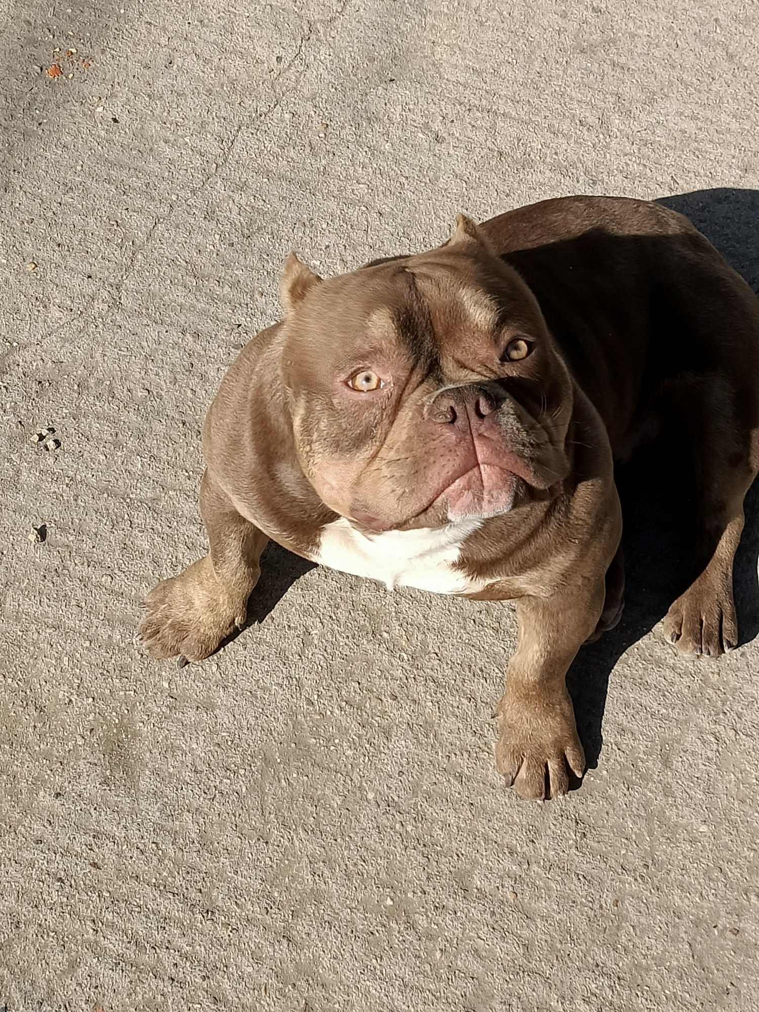 红魔血系统一儿子