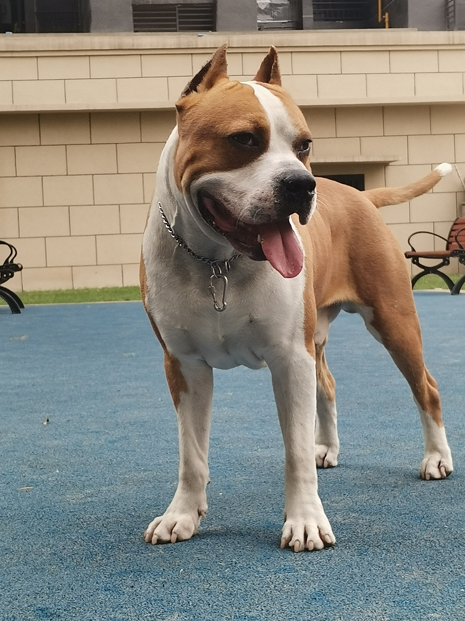 请大家欣赏克林顿1岁2个月