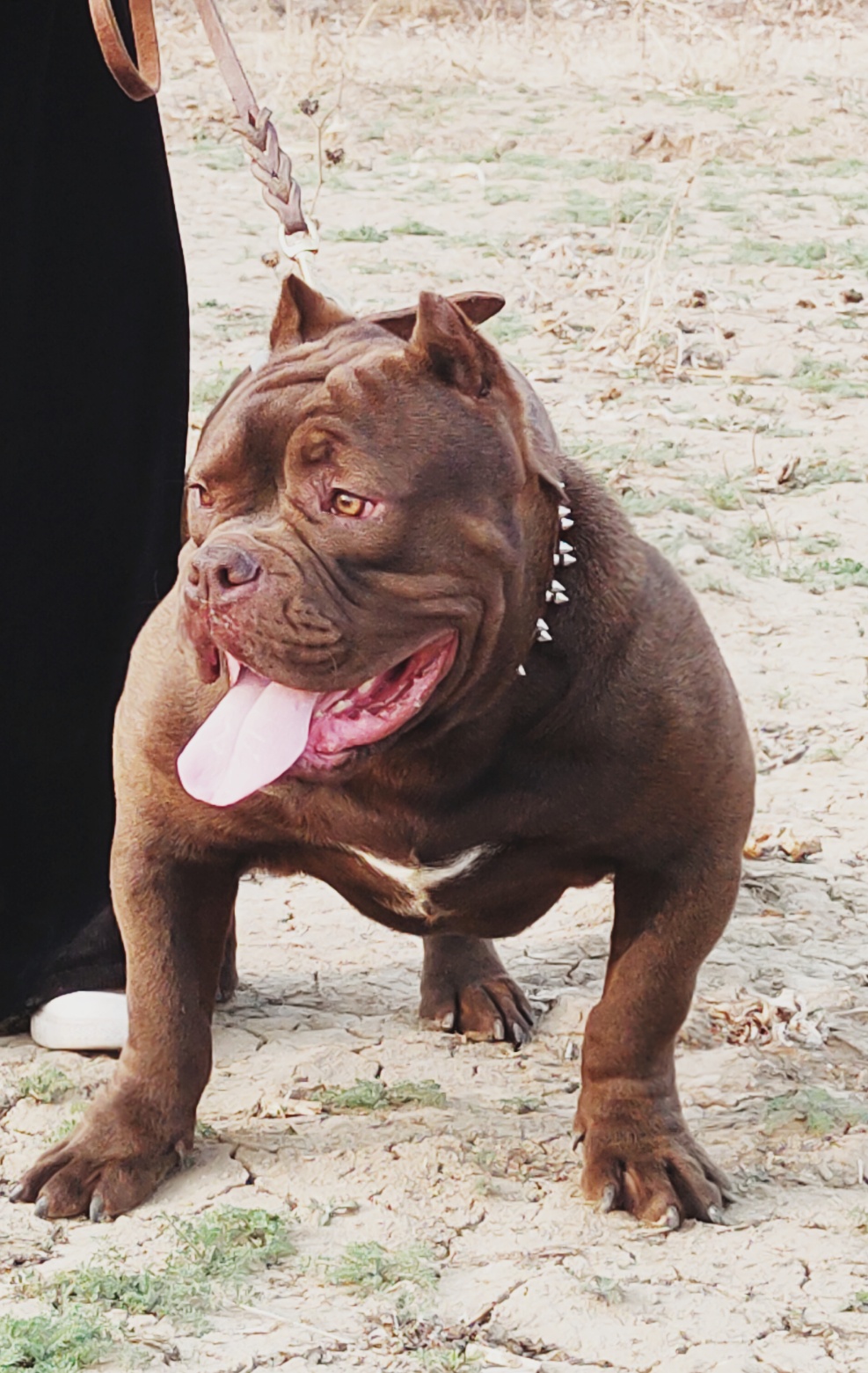 巧克力色恶霸小公