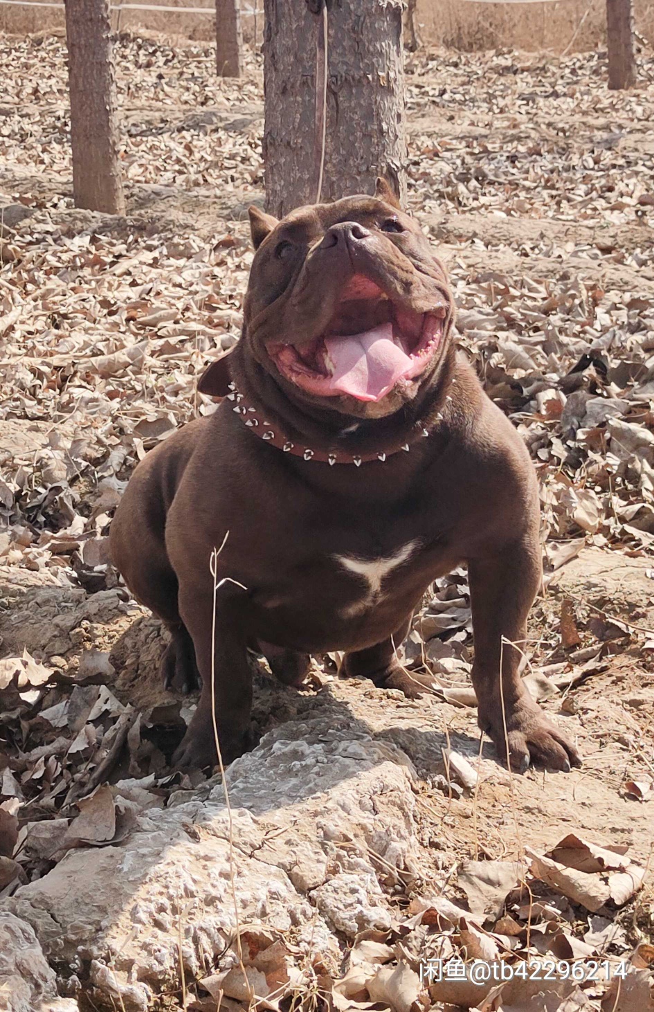 巧克力色恶霸小公