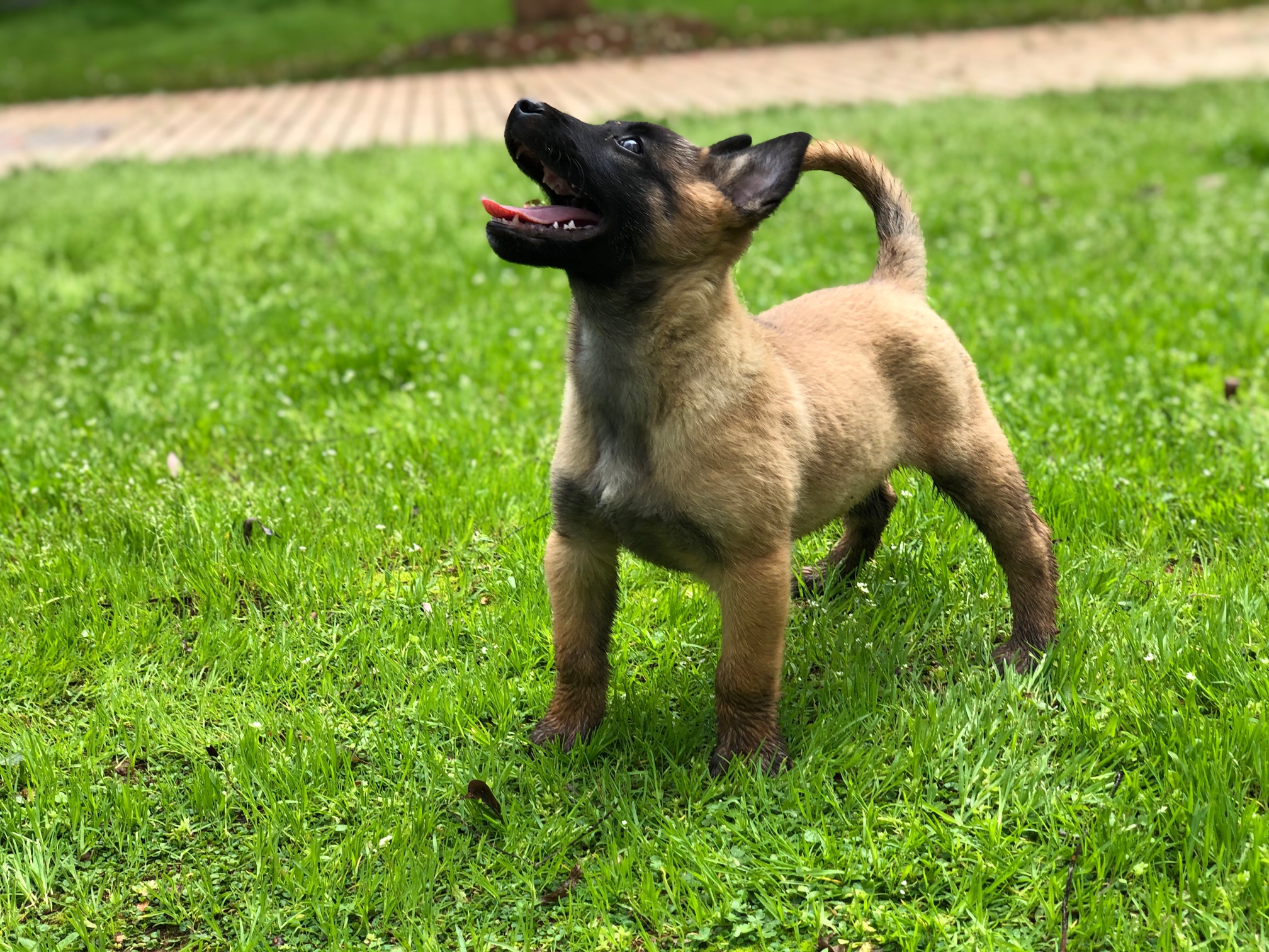 高品质老血马犬