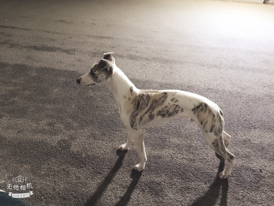 出五个月惠比特公 - 格力|惠比特交易 - 猛犬俱乐部-中国具有影响力的