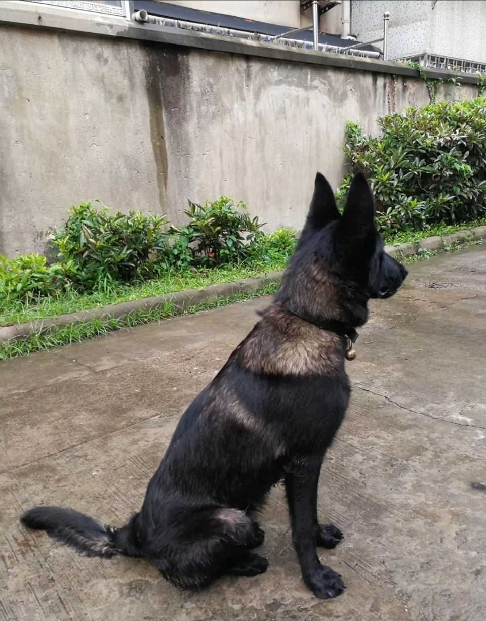 我家这只著名的黑马犬,大家喜欢吗?