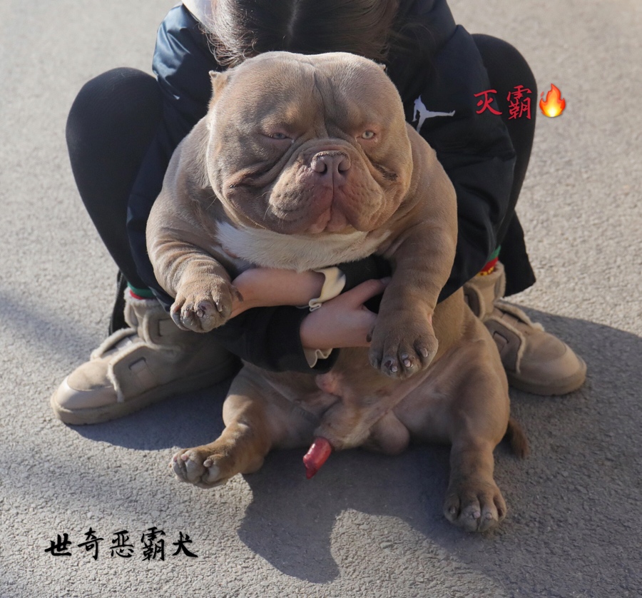 恶霸犬种公的饲养方式 - 恶霸犬 - 猛犬俱乐部-中国具有影响力的猛犬