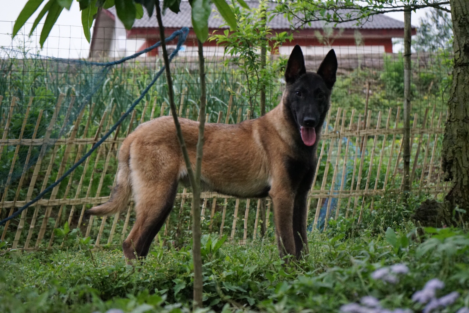 五个月公马犬 特别聪明.出售