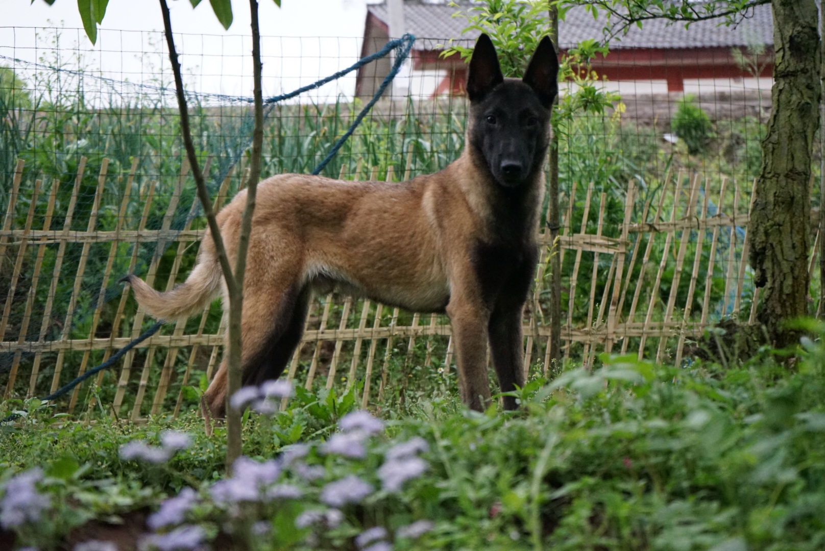 五个月公马犬 特别聪明.出售