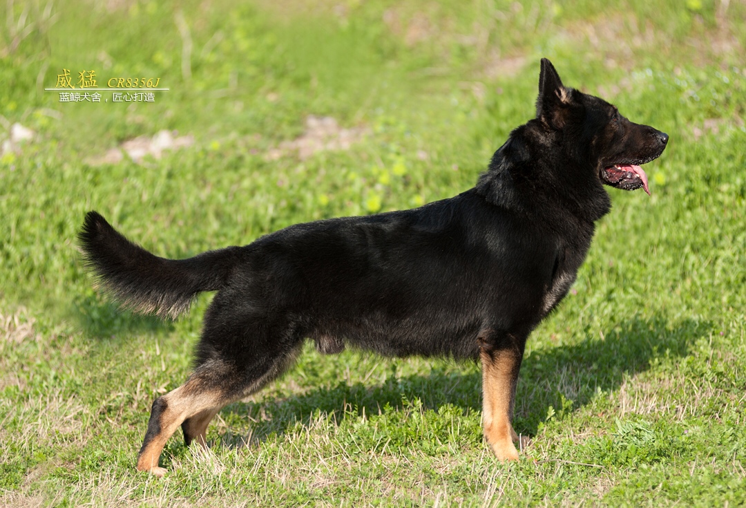 太极种公 - 综合工作犬 - 猛犬俱乐部-中国具有影响力的猛犬网站