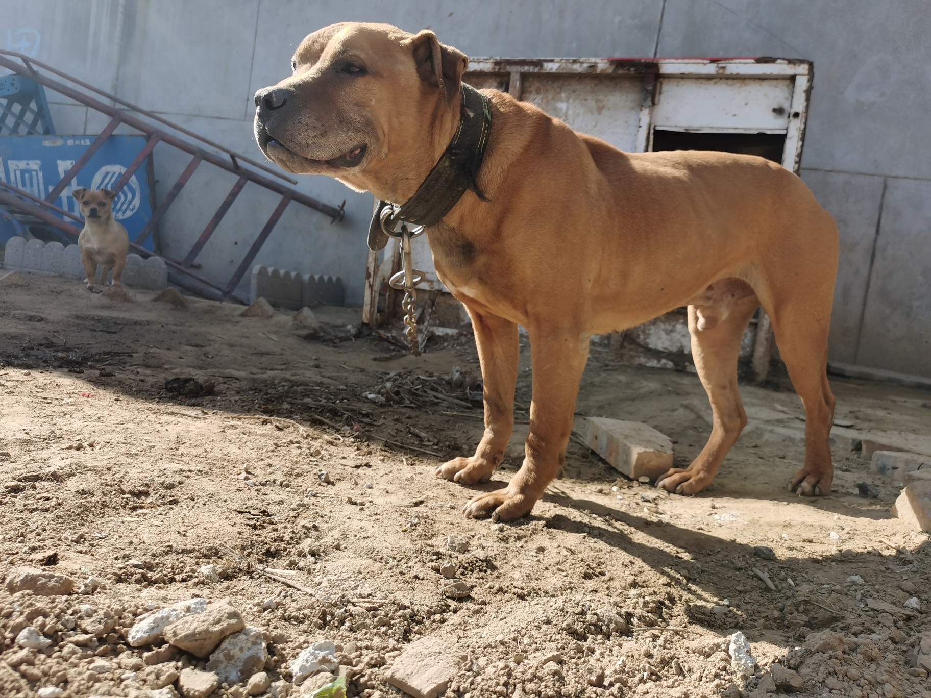 小基多搭配美国女 - 比特犬 - 猛犬俱乐部-中国具有影响力的猛犬网站