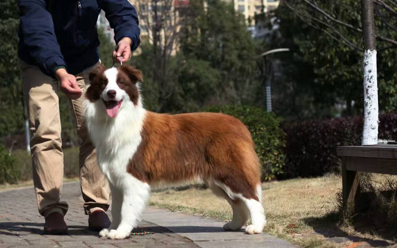 宠物犬交易 - 猛犬俱乐部-中国具有影响力的猛犬网站 - pow