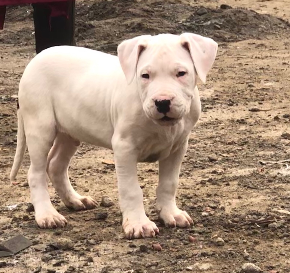 小杜高出售 品质自己看