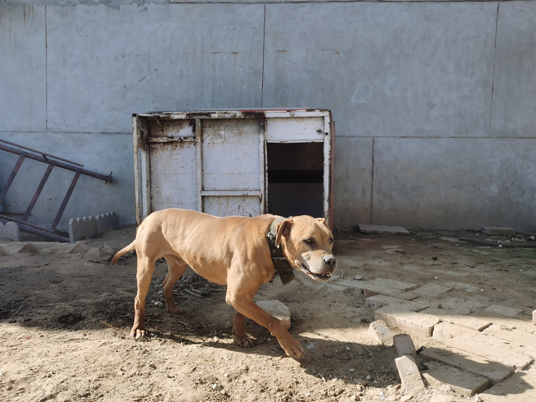 即将十岁年老的小基多