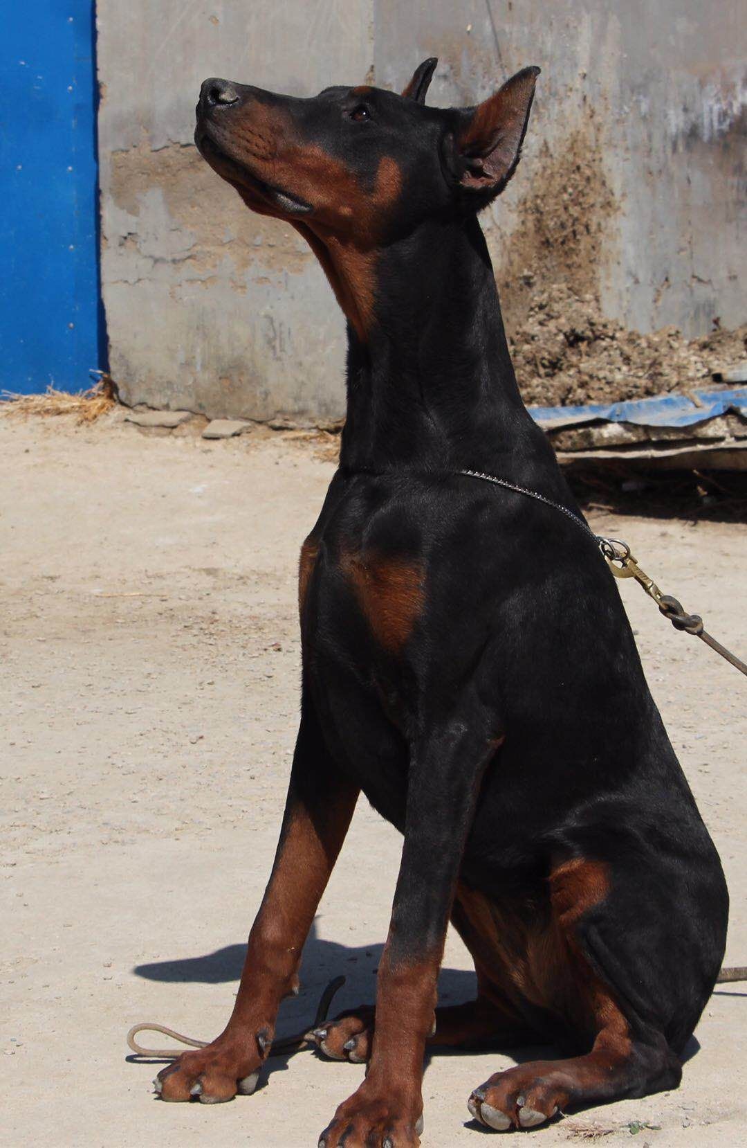 青年黑母 - 杜賓犬 - 猛犬俱樂部-中國具有影響力的猛犬網站