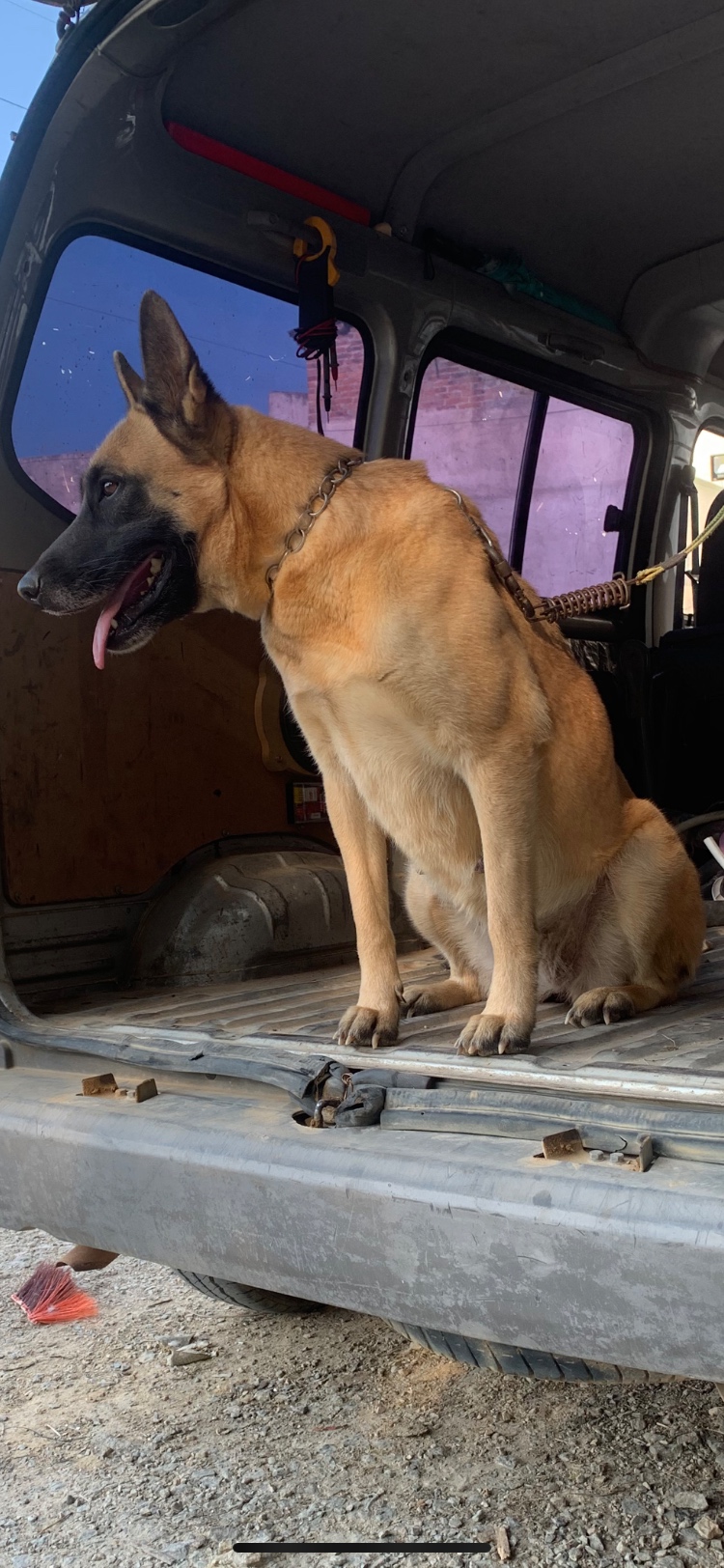 罗宾后代 - 马犬交易 - 猛犬俱乐部-中国具有影响力的猛犬网站