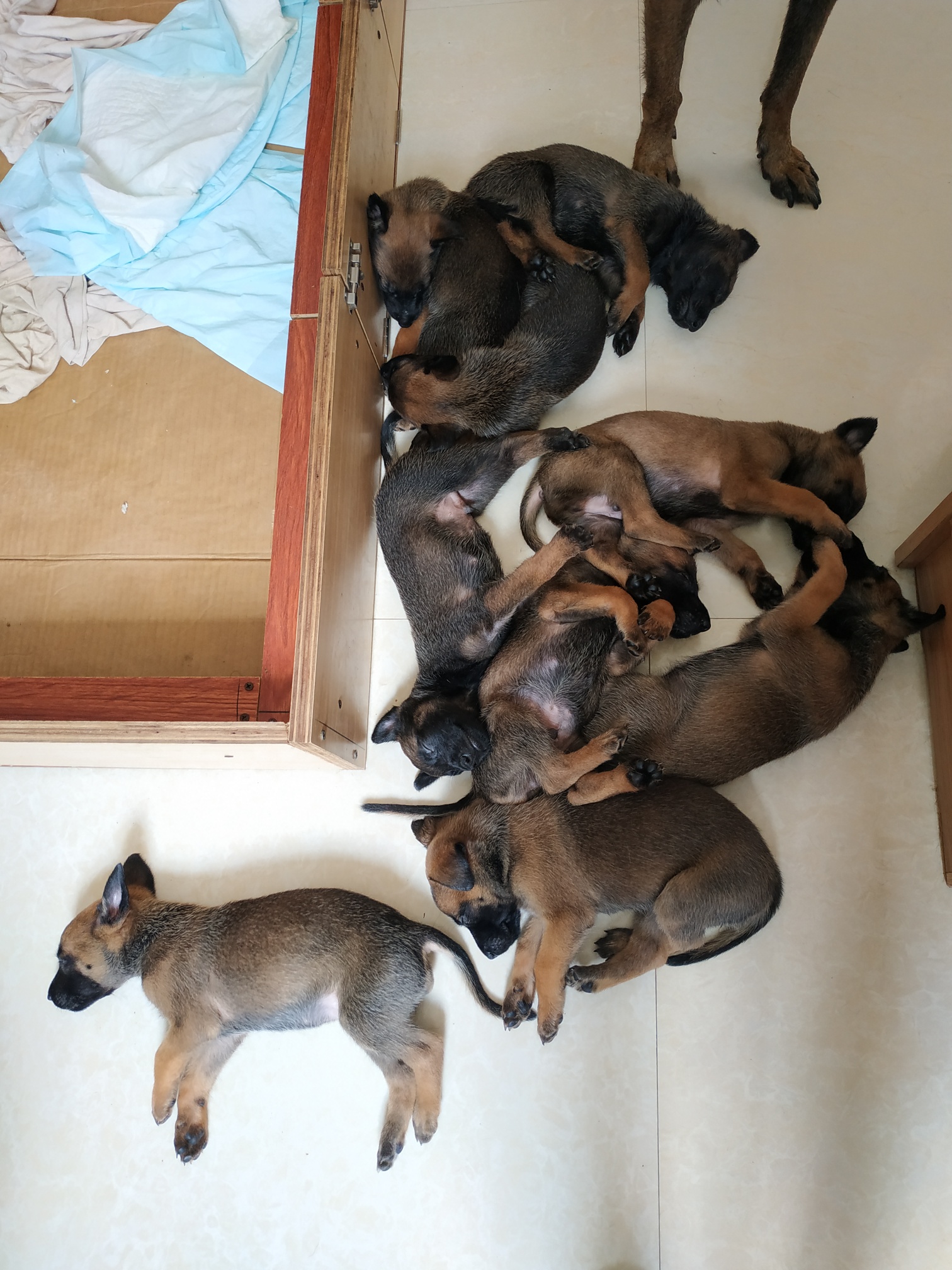 豹威孙子一窝出售 - 马犬交易 - 猛犬俱乐部-中国具有影响力的猛犬