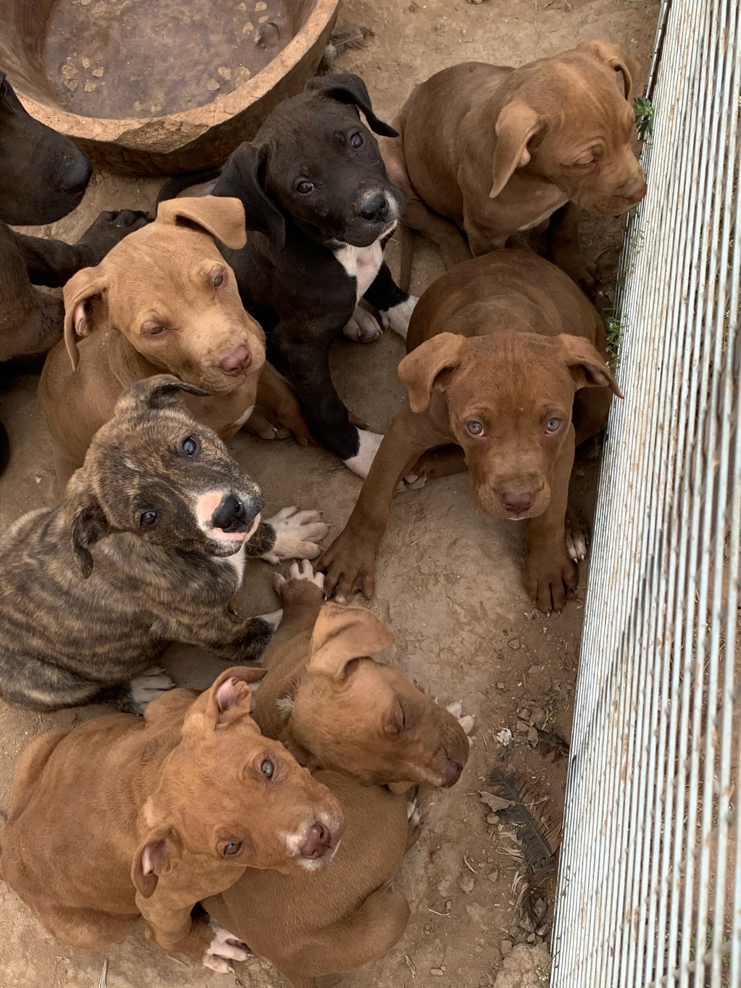 比特犬俱乐部_比特犬阿扁的血统_比特犬扁系种公_比特犬俱乐部买卖区