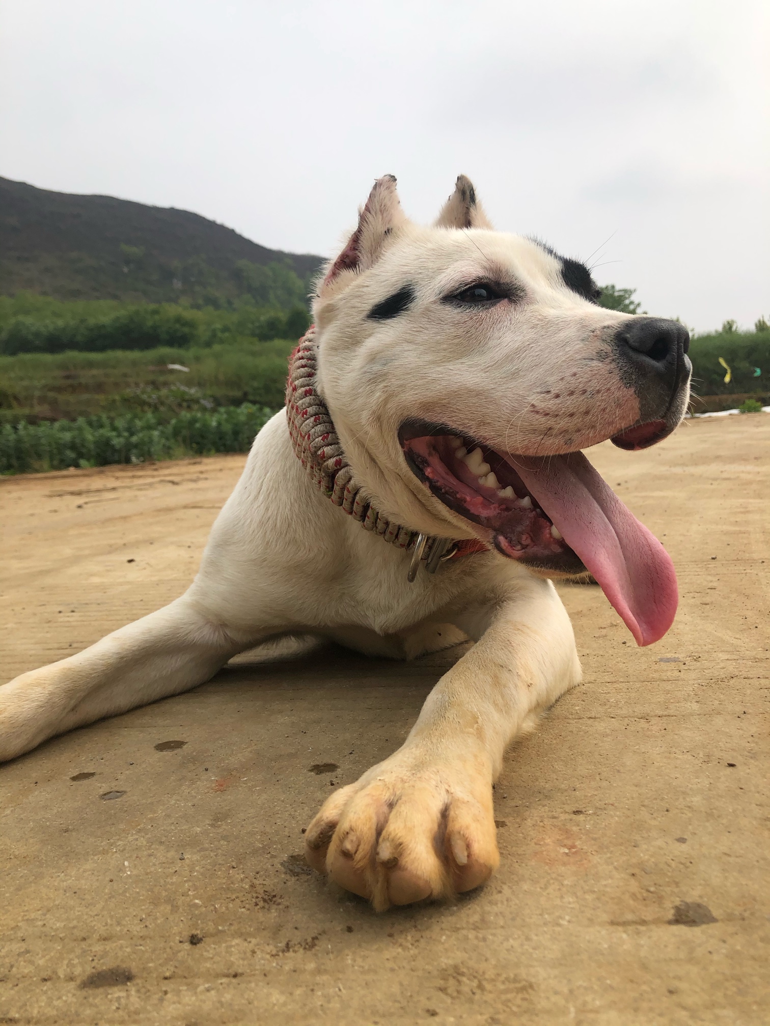 七个月 裁耳后又一新形象 - 比特犬 - 猛犬俱乐部-中国具有影响力的