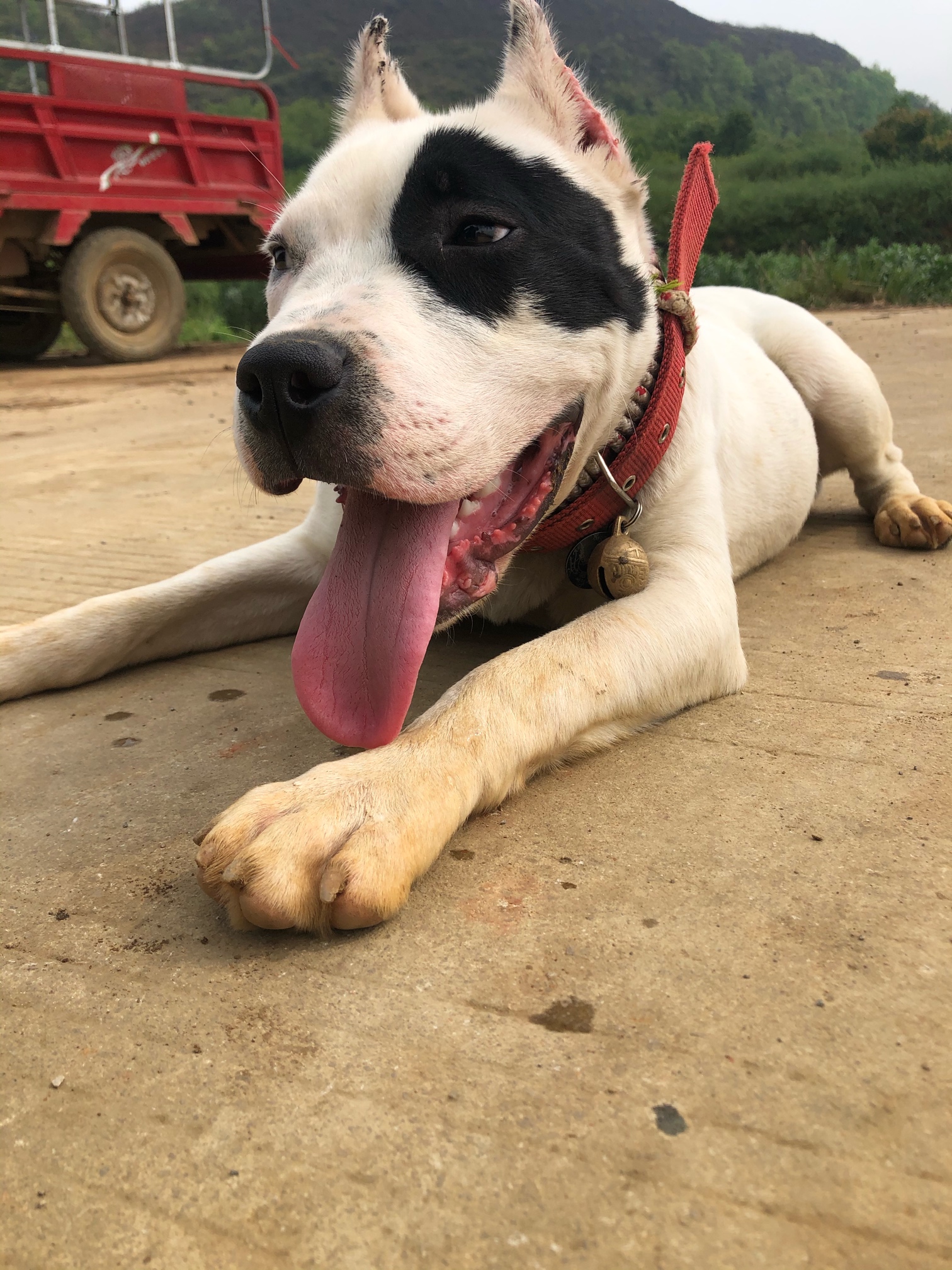 七个月 裁耳后又一新形象