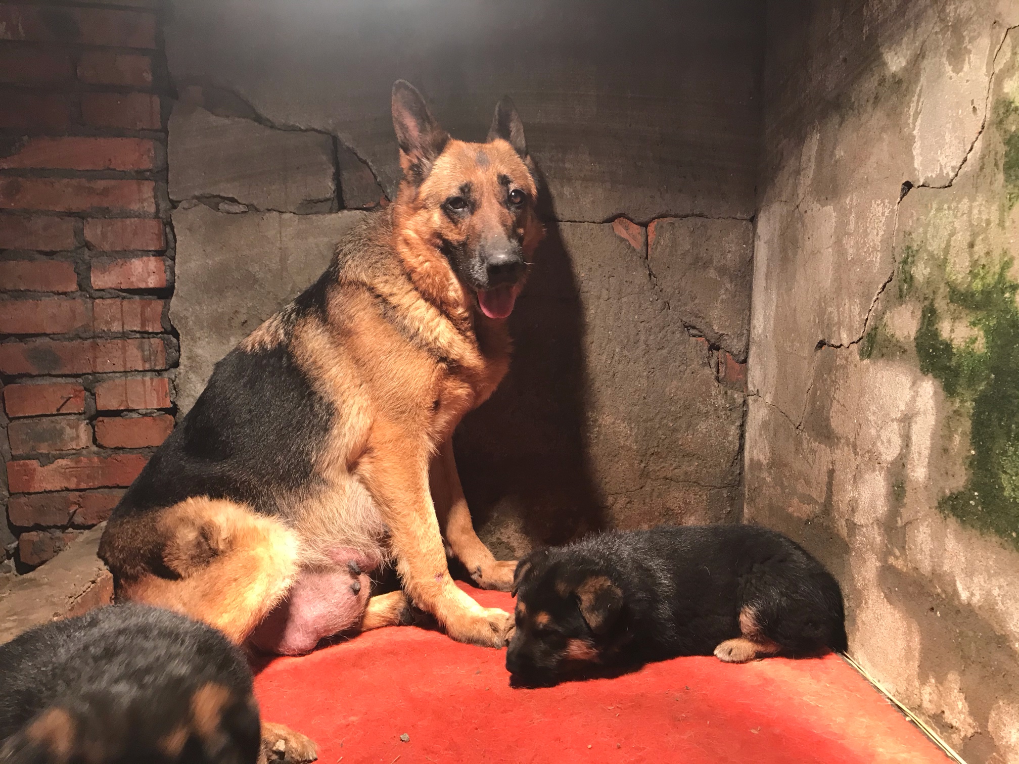 首页 69 犬种交易 69 综合工作犬交易 69 出德牧小母!