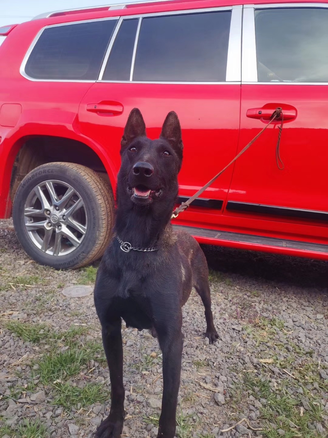 两岁半黑马种母能生会养对外出售 - 马犬交易 - 猛犬俱乐部-中国具有