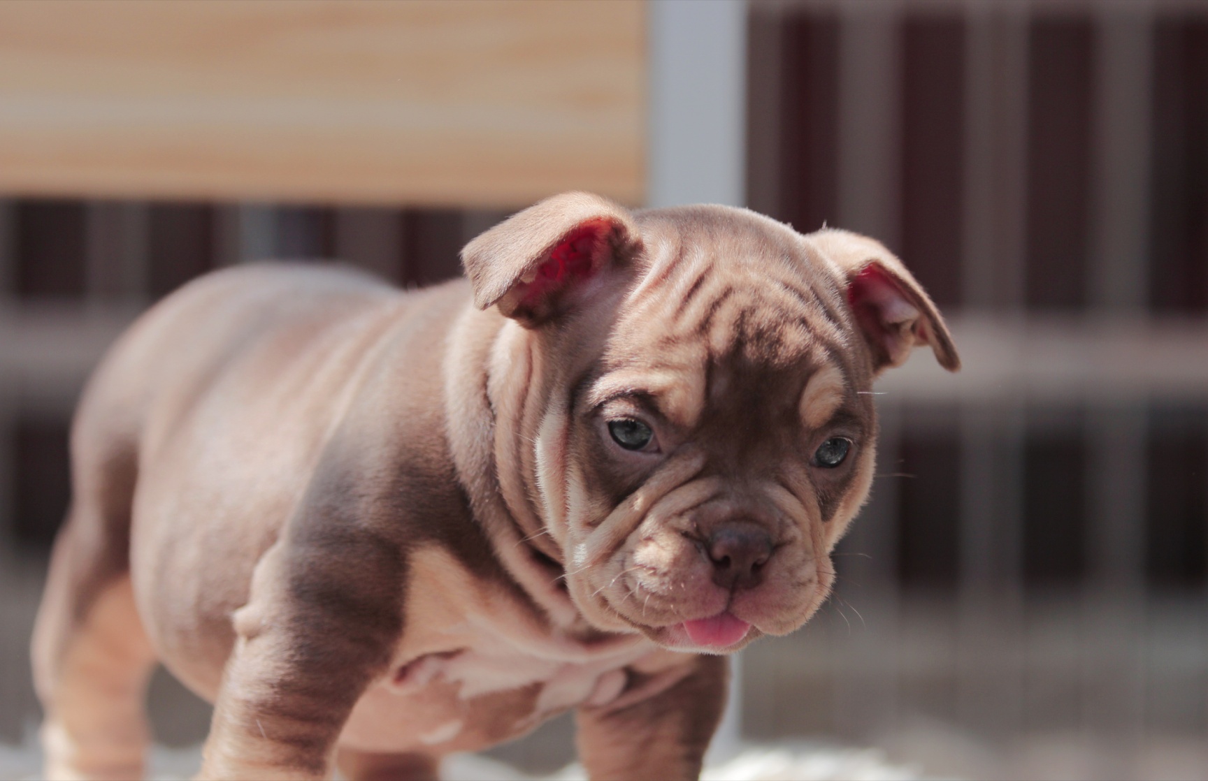 50天红三色小恶霸接受预定