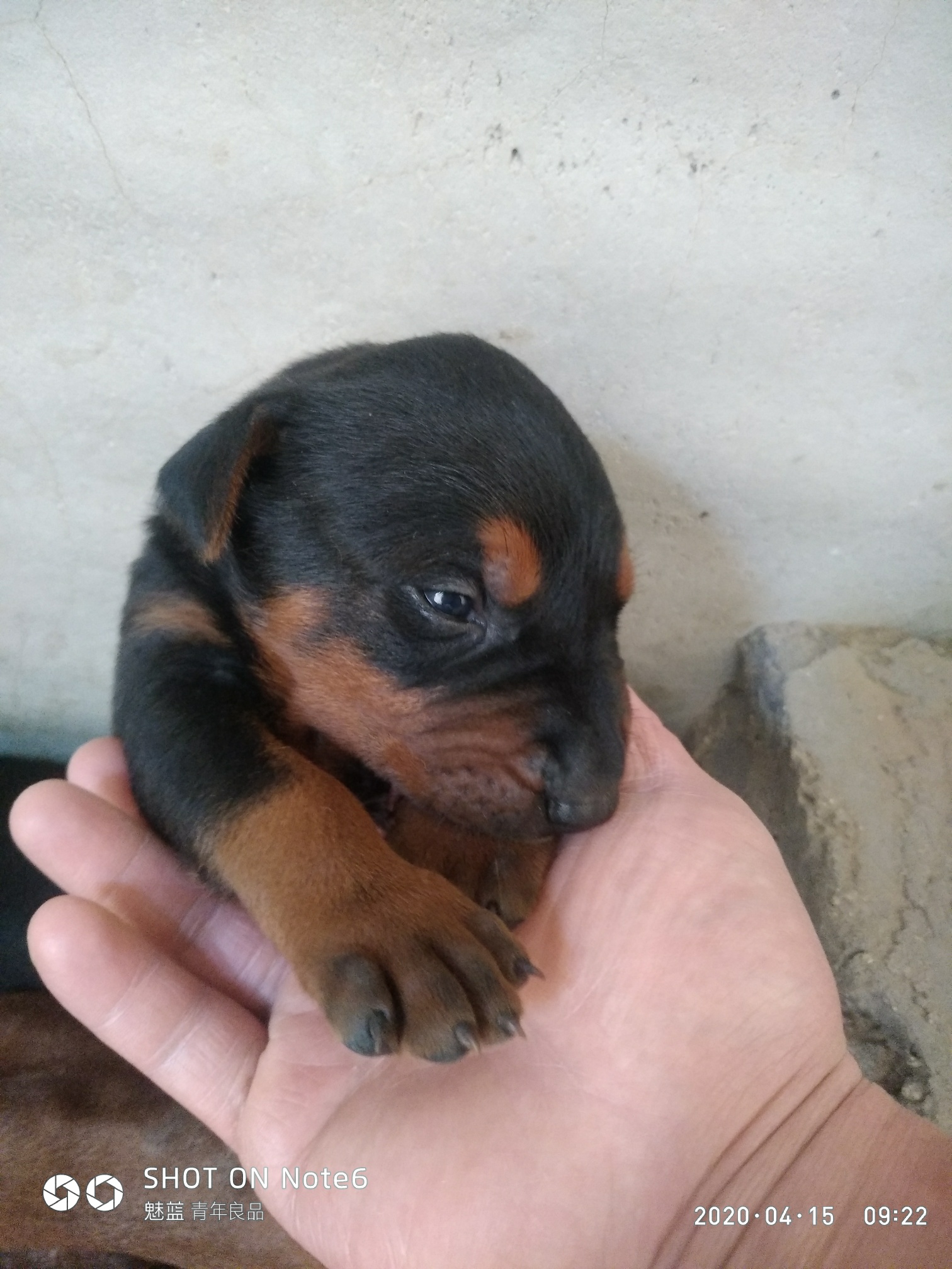 川红犬幼犬图片