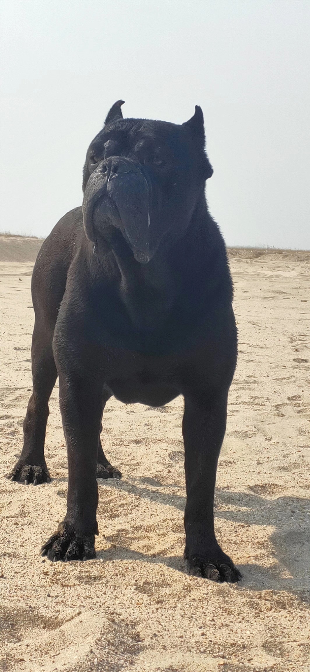 必须走中介,出一窝高品质双血统国际灰卡斯罗