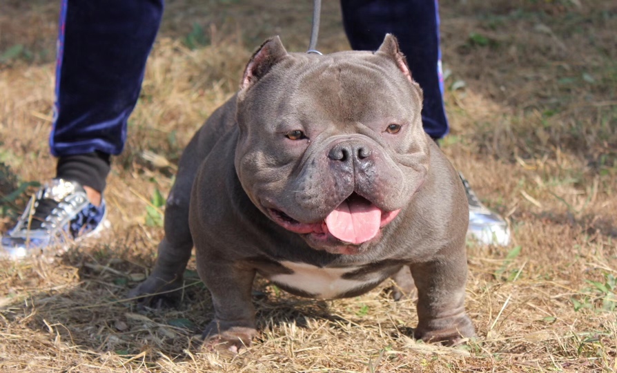 猛犬俱乐部注册x 裁耳,育苗,驱虫完毕,随时飞全国,微信电话同步187444