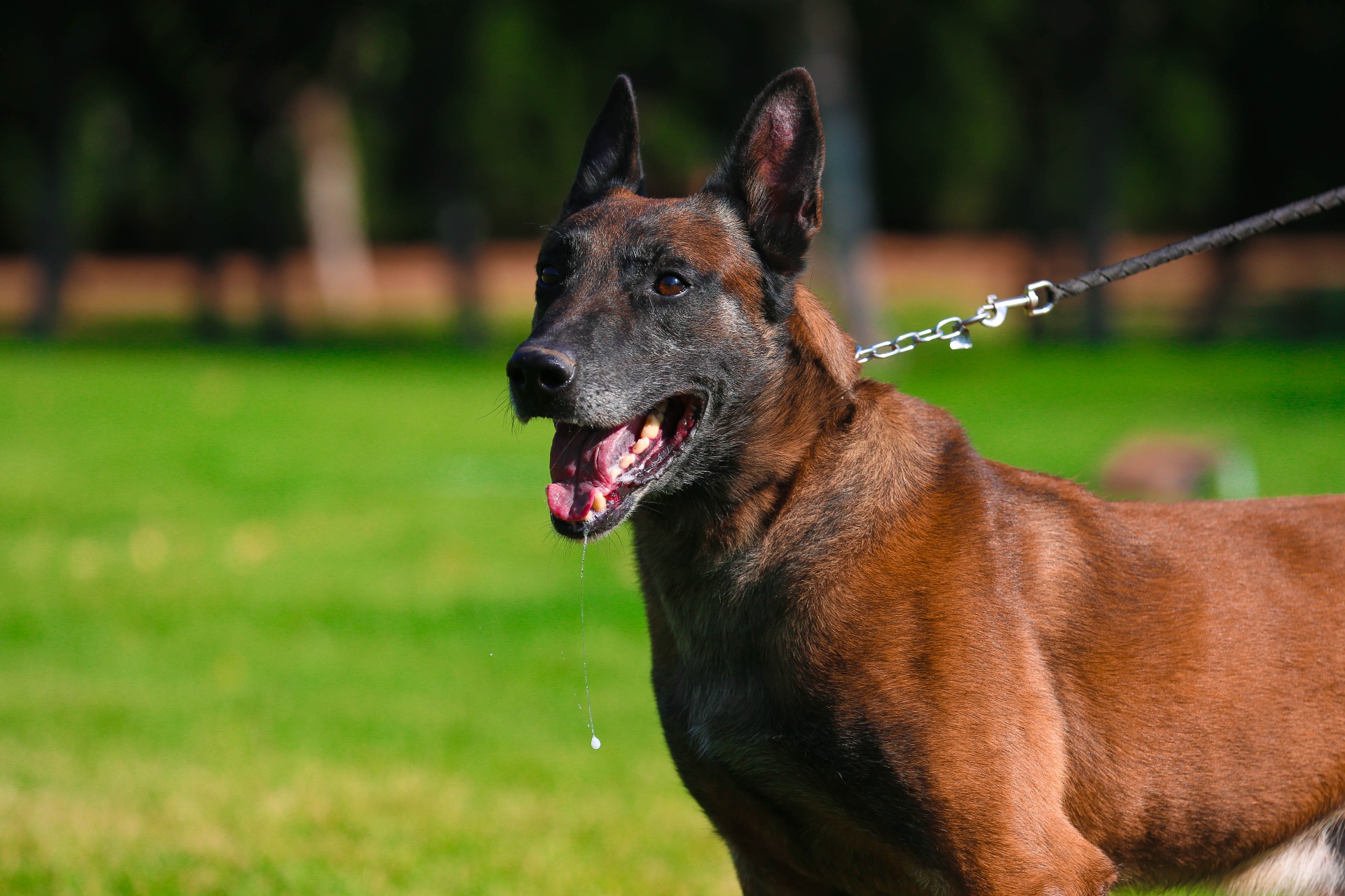 德国进口阿尔法 - 马犬版 - 猛犬俱乐部-中国具有影响力的猛犬网站