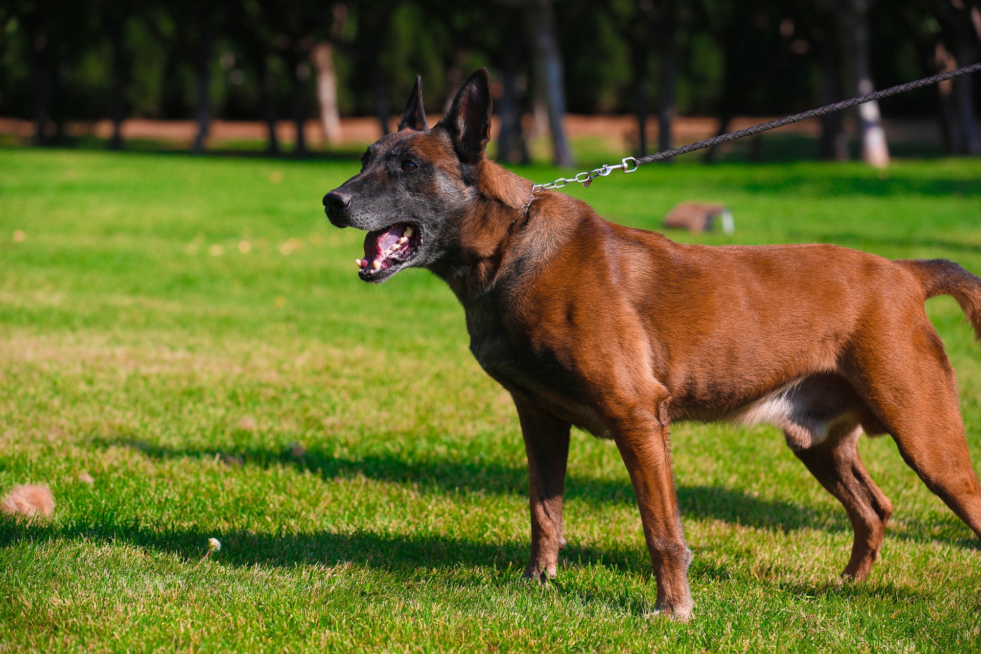 德国进口阿尔法 - 马犬版 - 猛犬俱乐部-中国具有影响力的猛犬网站